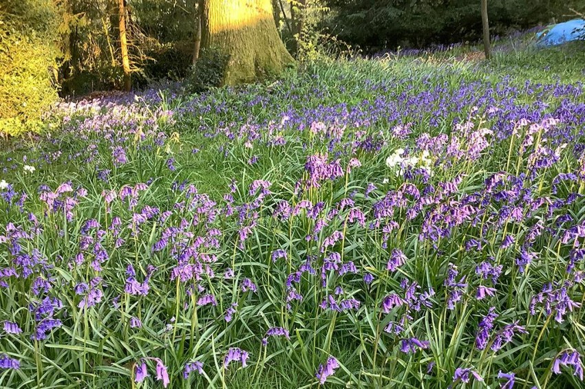 Images for Powntley Copse, Alton