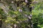 Images for Powntley Copse, Alton