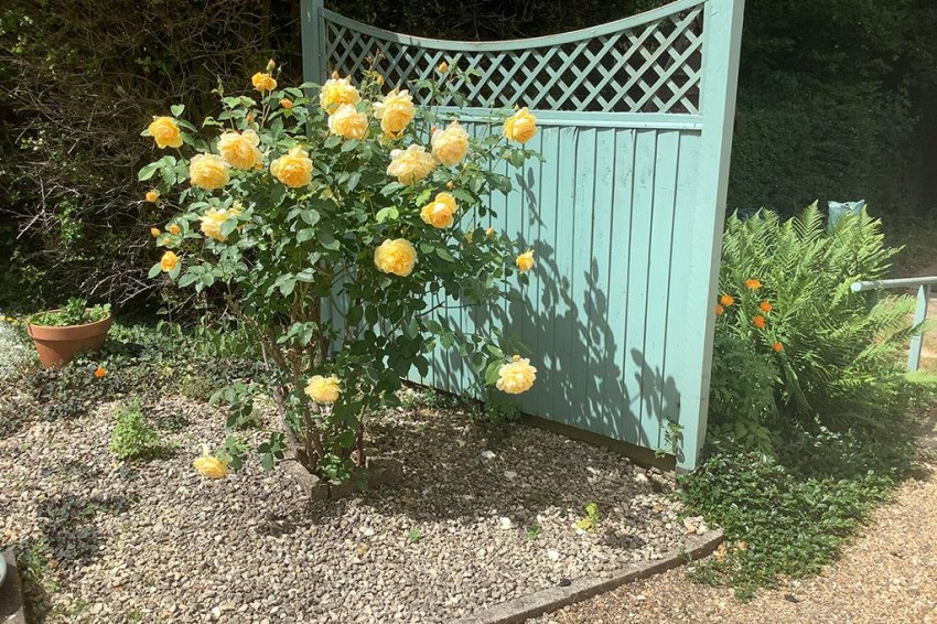 Images for Powntley Copse, Alton